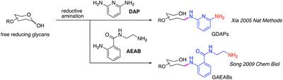 Glycan Microarrays as Chemical Tools for Identifying Glycan Recognition by Immune Proteins